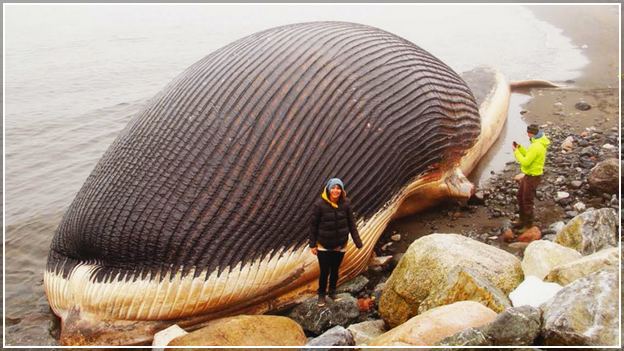 Largest Animal In The World Wikipedia