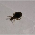 Do Bed Bug Nymphs Have Wings