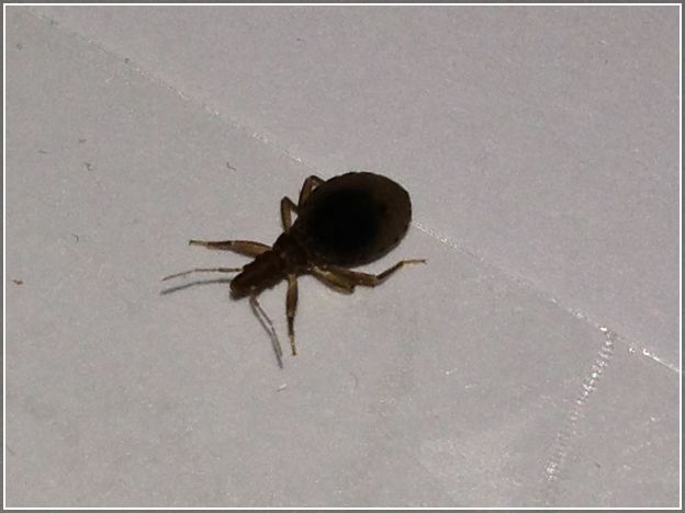 Do Bed Bug Nymphs Have Wings