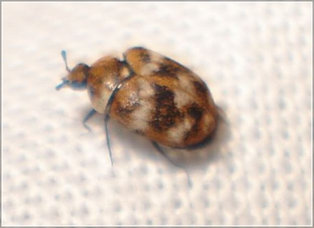 Do Bed Bugs Have Wings And Spots