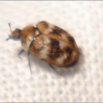Do Bed Bugs Have Wings Or Jump