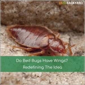 Do Bed Bugs Have Wings Yahoo