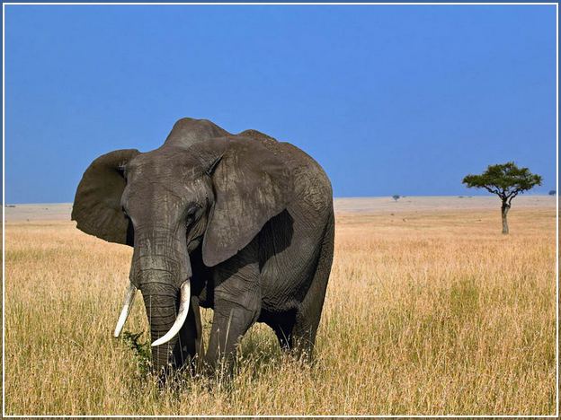 Largest Animal In The World On Land