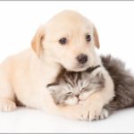 Nationwide Pet Insurance Google Reviews