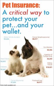 Pet Insurance For Dogs