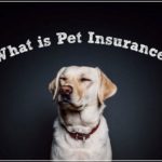 Pet Insurance For Dogs Over 10