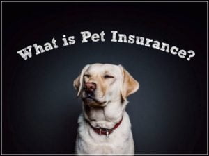 Pet Insurance For Dogs Over 8