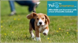 Pet Insurance For Dogs Uk